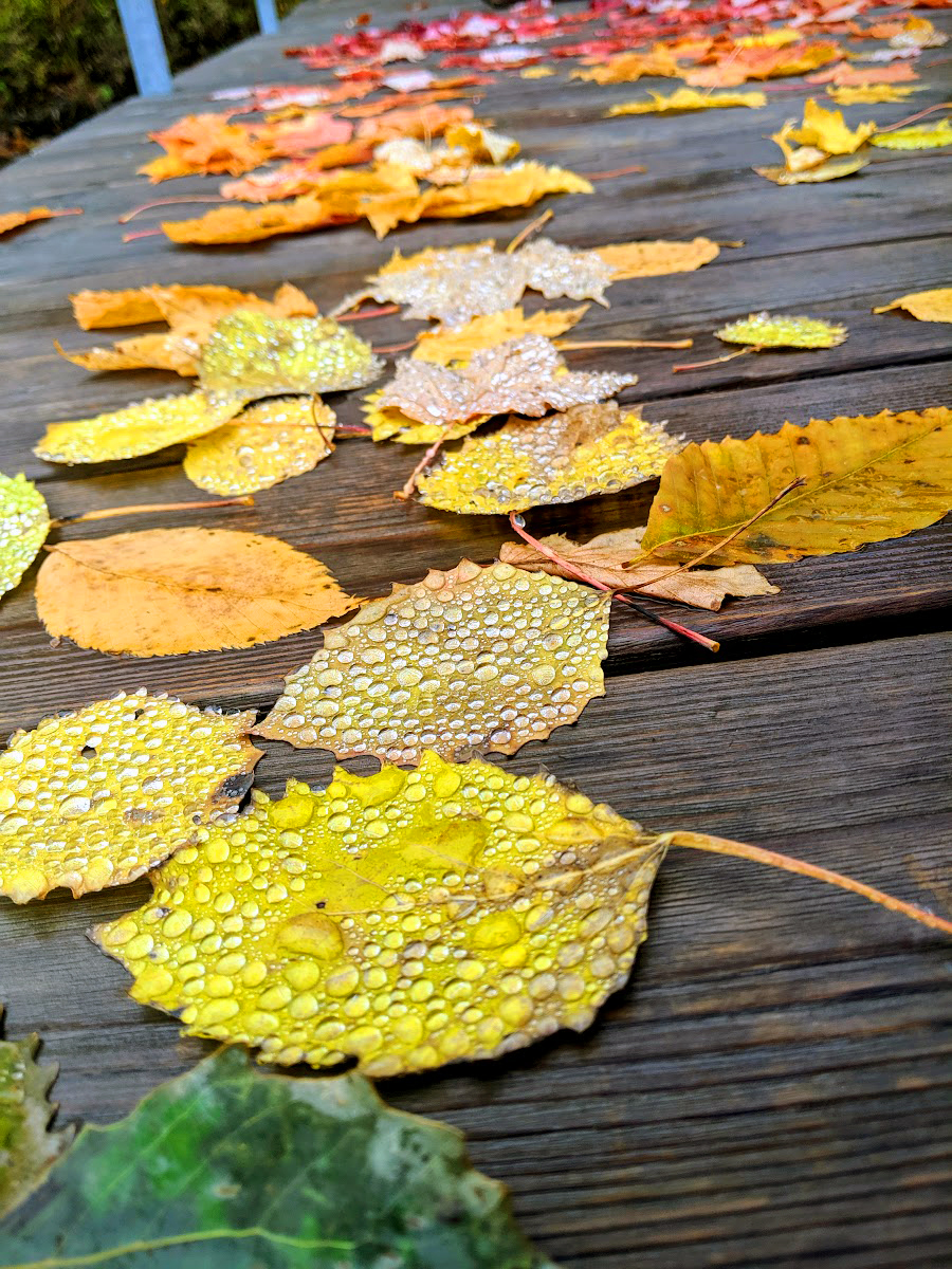 leaf art